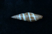 藏品(黑筆螺)的圖片